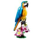 Pappagallo esotico