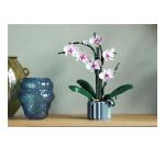 Orchidea