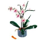 Orchidea