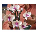 Orchidea