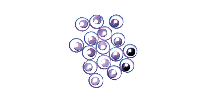 Bouhon yeux mobiles 10 mm