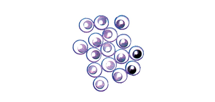 Bouhon bewegliche Augen 10 mm