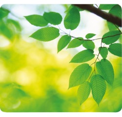 Fellowes tapis de souris recyclé, feuilles