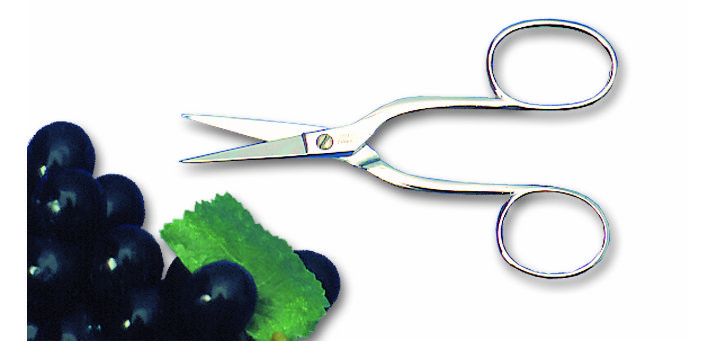 Ciseaux à oursins ou à raisins 15,5 cm