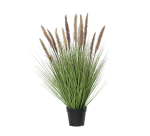 Plante herbacée Everlands avec pampa brun 80cm pot PVC