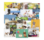 Reward postcard card De Stulp animal theme A4 assorted
