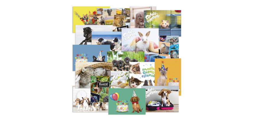Reward postcard card De Stulp animal theme A4 assorted