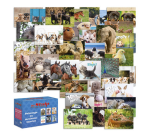 Assorted Animal Theme Reward Card De Stulp