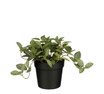 Artificial plant Mico Tradescantia Plastic pot 16x16cm