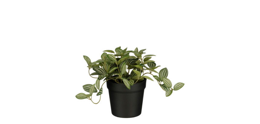 Artificial plant Mico Tradescantia Plastic pot 16x16cm