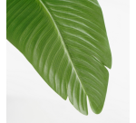 Artificial Plant Mica Banana Tree Plastic Pot 180x30cm