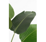 Artificial Plant Mica Banana Tree Plastic Pot 180x30cm