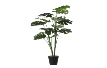 Plants