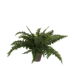 Kunstplant Mica Boston varen groen in pot Ø50cm 42cm