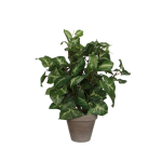Kunstplant Mica Syngonium groen in pot Ø25 35cm