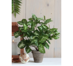 Kunstplant Mica Syngonium groen in pot Ø25 35cm