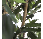 Plante artificielle Mica Ficus verte en pot plastique Ø85cm 150cm