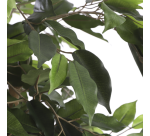 Plante artificielle Mica Ficus verte en pot plastique Ø85cm 150cm