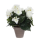 Floral compositions