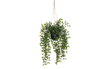 Plants