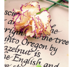 Fineliner Staedtler 308 0,3mm assorti set 6 pièces