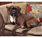 HG Odor Eliminator 500ml