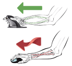 Souris ergonomique Fellowes Pingouin sans fil Large