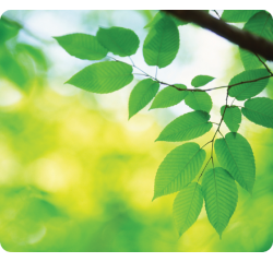 Tapis souris Fellowes série Earth feuilles 228x203mm