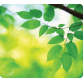 Muismat Fellowes natuur collectie bladeren 228x203mm