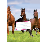 Cahier Kangaro 165x210mm 72 pages 80g