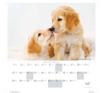 Quo Vadis - Calendrier à feuillets - Spiralé - 2027 - Français - Fantaisie - Animaux - 12 mois de janvier à décembre - 30x30 cm