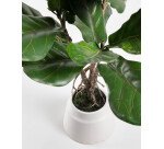 Plante artificielle Lyrata de 60 cm