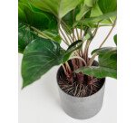 Planta artificial Anthurium con maceta de cemento 50 cm