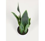 Planta artificial Sansevieria con maceta blanco 55 cm