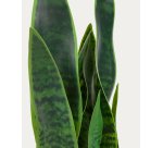 Planta artificial Sansevieria con maceta blanco 55 cm