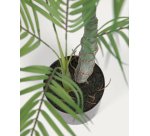 Plante artificielle Palmera avec pot noir 70 cm