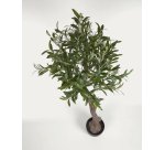 Plante artificielle Olivo avec pot noir 140 cm