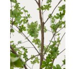 Árbol artificial Enkianthus con maceta negro 214 cm