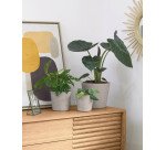 Set Low de 3 cachepots gris Ø 23,5 cm / Ø 16,5 cm / Ø 14 cm