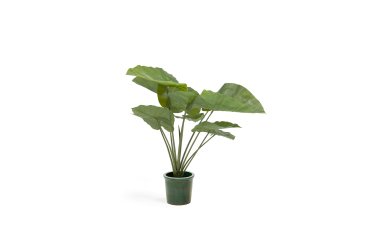 Plante artificielle Alocasia Odora avec pot noir 57 cm