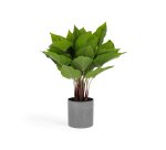 Planta artificial Anthurium con maceta de cemento 50 cm