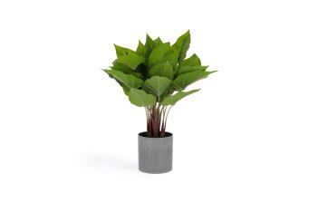 Plantes de bureau