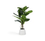 Plante artificielle Lyrata de 60 cm