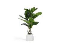 Planta artificial Lyrata con maceta de cerámica blanco 60 cm