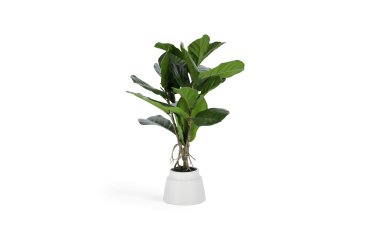 Plante artificielle Lyrata de 60 cm