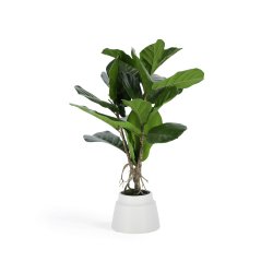 Plante artificielle Lyrata de 60 cm