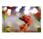 Objectif zoom Canon Objectif Hybride RF 28-70mm F2.8 IS STM