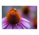 Objectif zoom Tamron. Hybride 90 mm F/2,8 DI III Macro VXD pour Sony