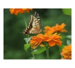 Appareil photo hybride Om System OM-1 Mark II BOITIER NU