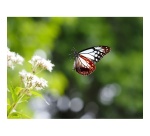 Appareil photo hybride Om System OM-5 Mark II + M.Zuiko Digital 14-150mm F4-5.6 II Noir